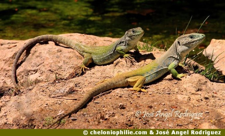 fiche-sur-le-l-zard-ocell-timon-lepidus